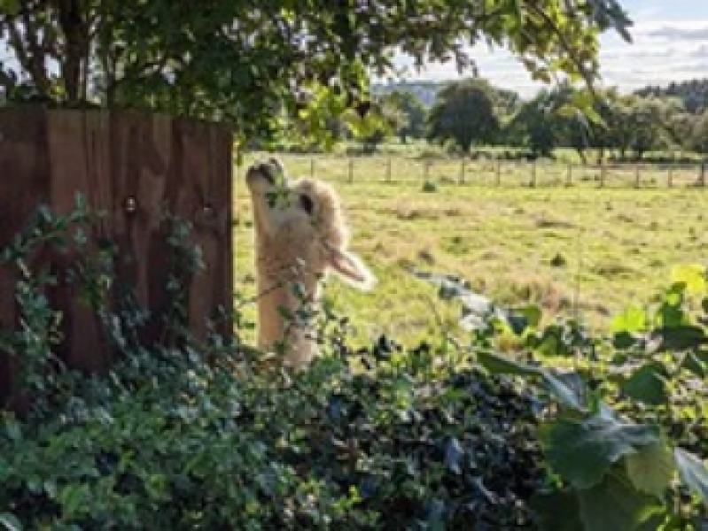 Adults at petting zoos/farms/kids days out