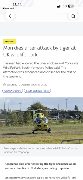 Man has jumped into Tiger enclosure