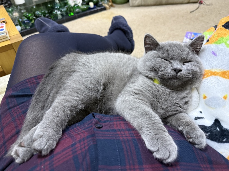 Rodents and Risk Assessments - the Excellent Cats applaud Gizmo's recent achievements