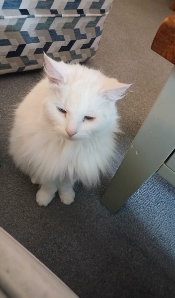 Rodents and Risk Assessments - the Excellent Cats applaud Gizmo's recent achievements