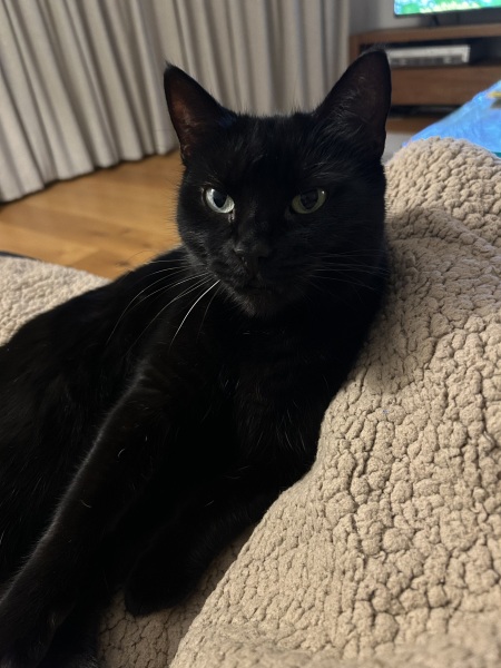 Rodents and Risk Assessments - the Excellent Cats applaud Gizmo's recent achievements