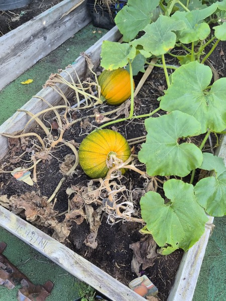 Pumpkin picking yay or nay?