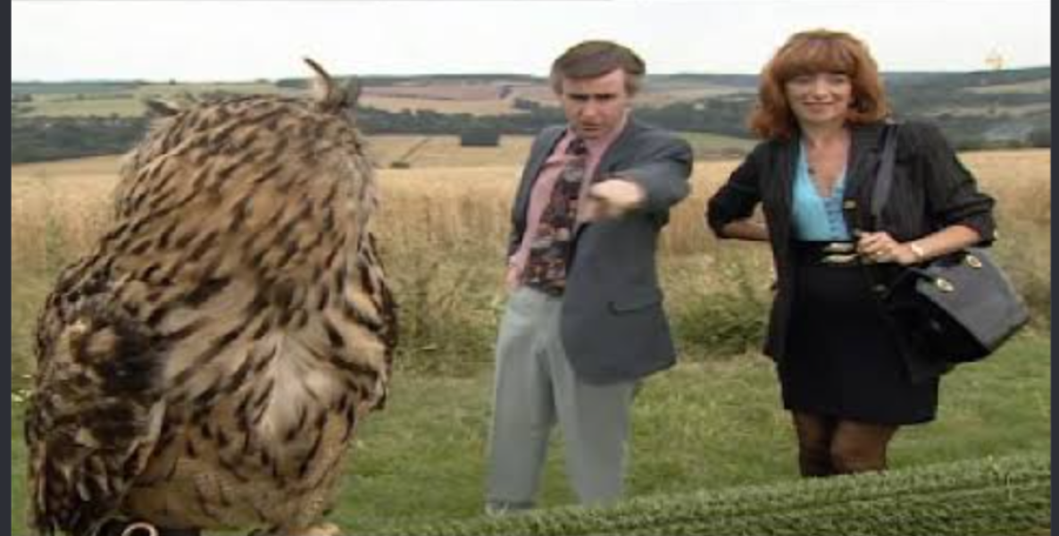 Adults at petting zoos/farms/kids days out