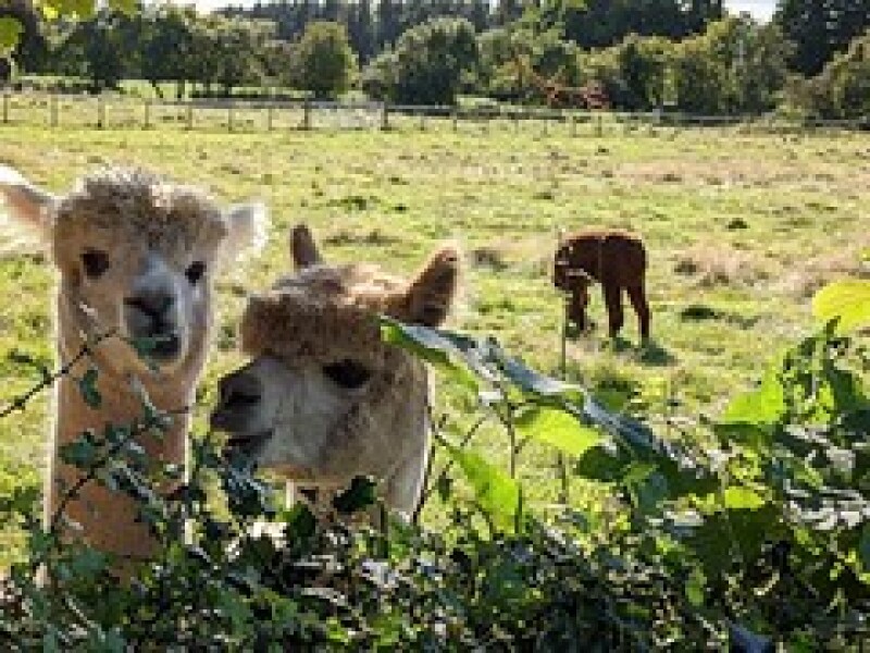 Adults at petting zoos/farms/kids days out