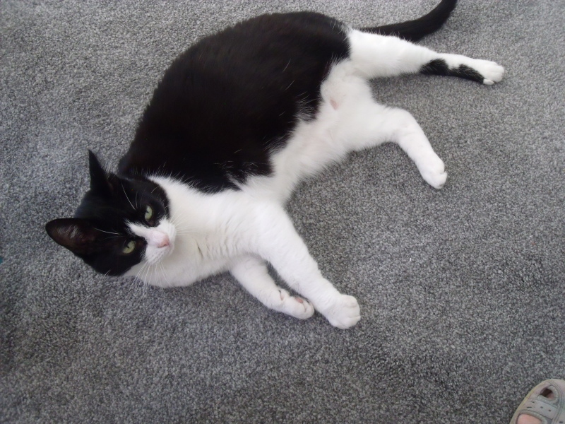 Can cats sleep too much?