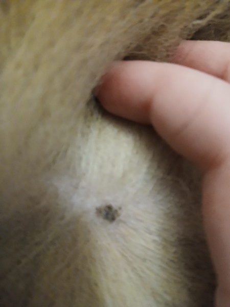 Anyone know what this is on my dog?