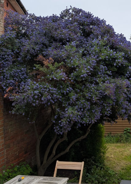 Small evergreen flowering tree or large shrub for east facing front garden in London