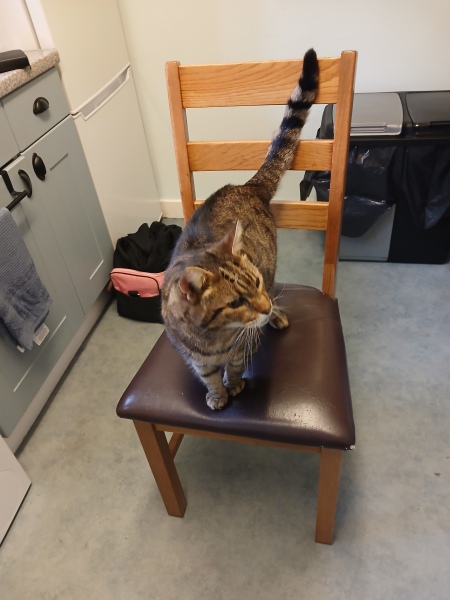 Rodents and Risk Assessments - the Excellent Cats applaud Gizmo's recent achievements