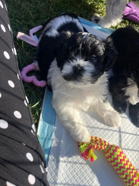Puppy Survival Thread Autumn 2026