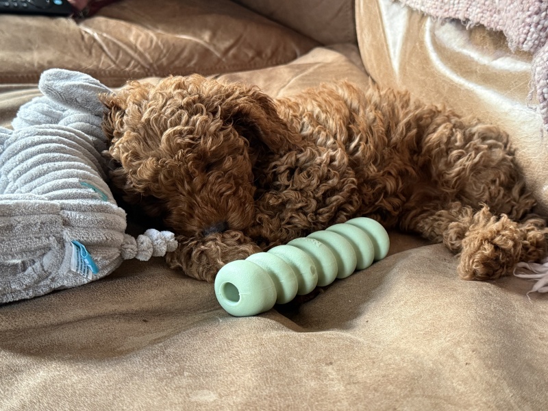 Puppy Survival Thread Autumn 2026