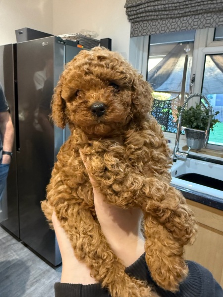 Puppy Survival Thread Autumn 2026