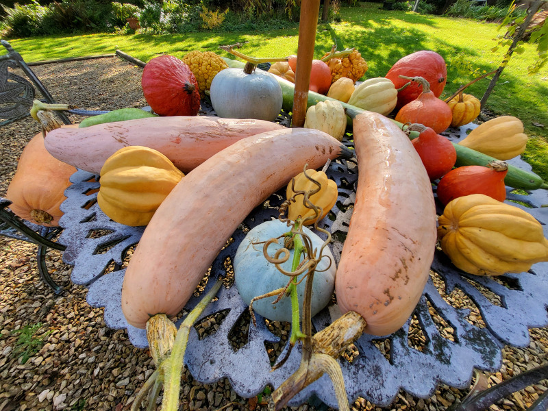 What have you done in the garden today? Part 9