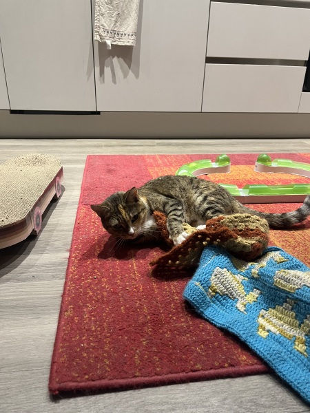 Rodents and Risk Assessments - the Excellent Cats applaud Gizmo's recent achievements