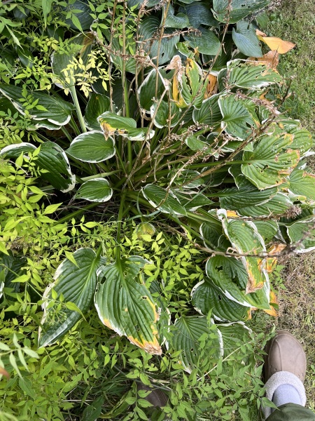 Dividing a giant hosta