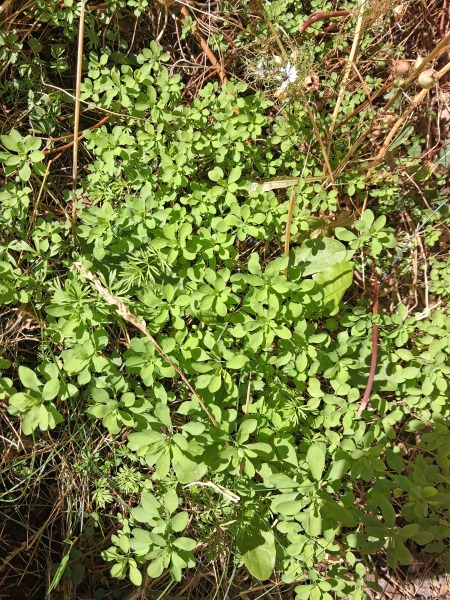 Weed identification and cat repellant!