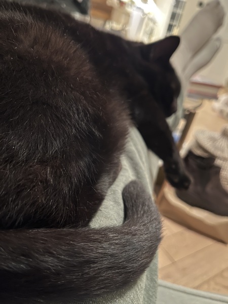 Why is my cat sat on me?