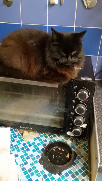 Does you cat sleep in random places?