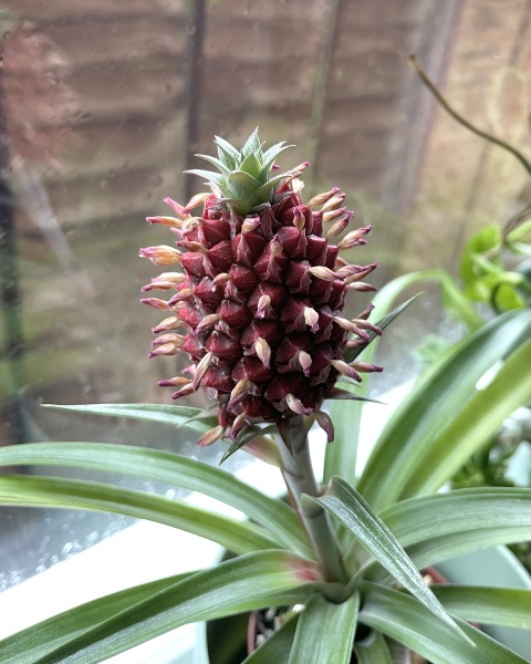 My pineapple plant is flowering!