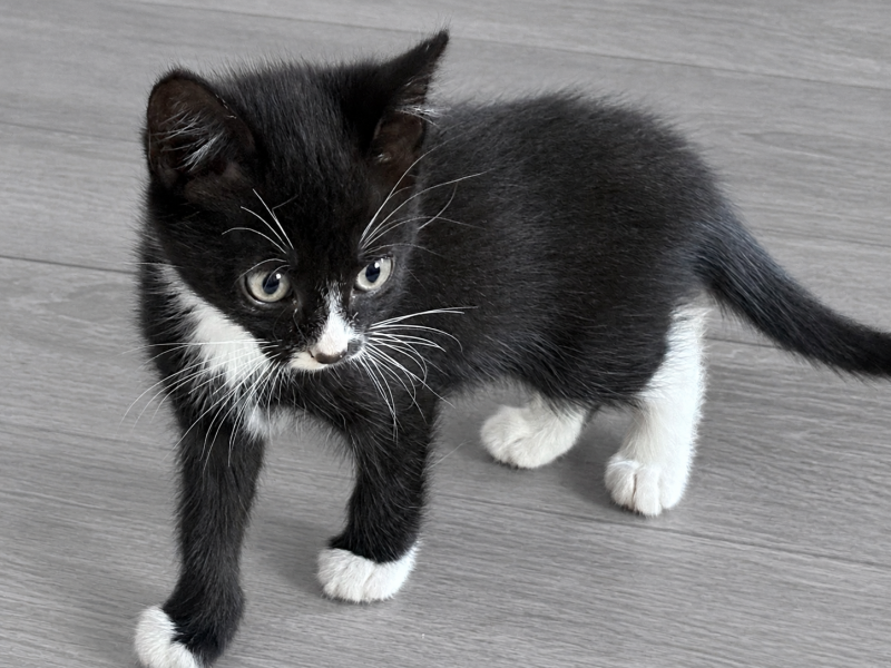 New kitten