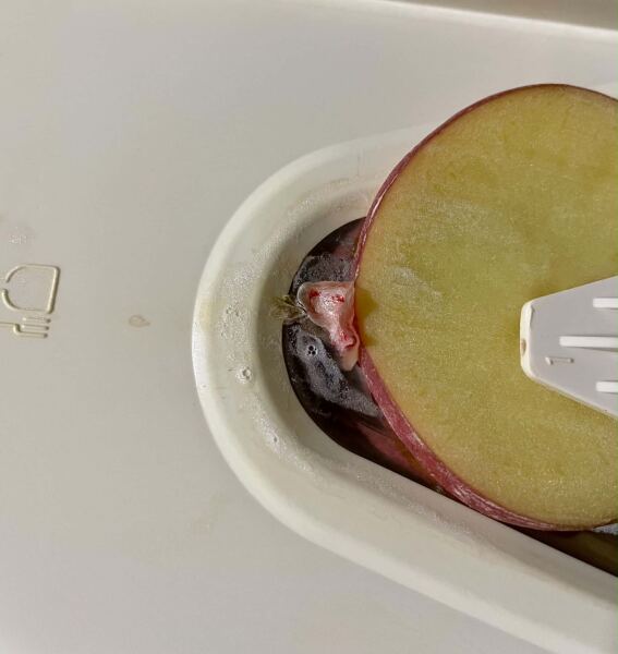 Slicing a potato and the top of my finger