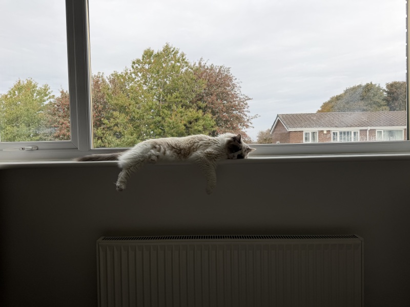 Does you cat sleep in random places?