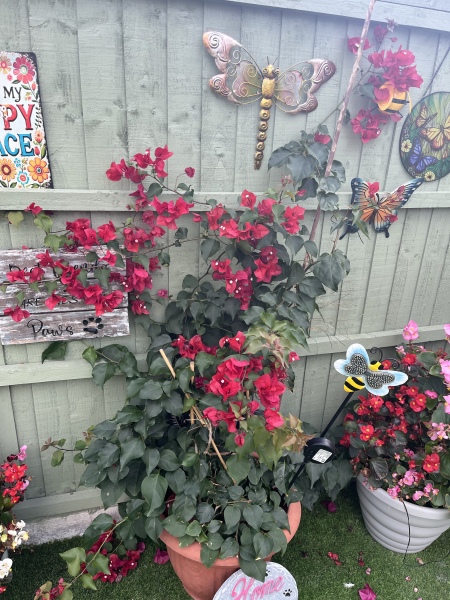 Caring for my bougainvillea during winter