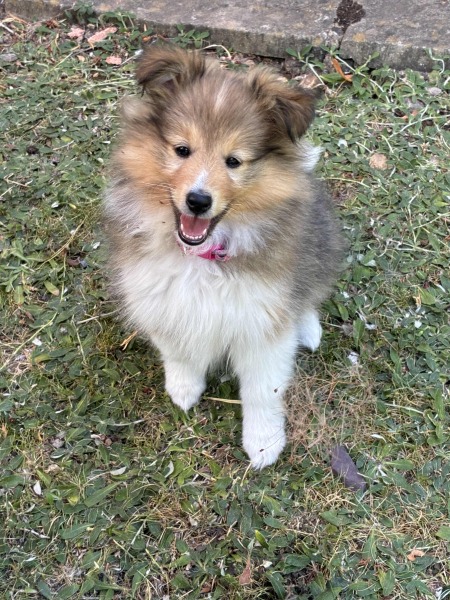 Puppy Survival Thread Autumn 2026