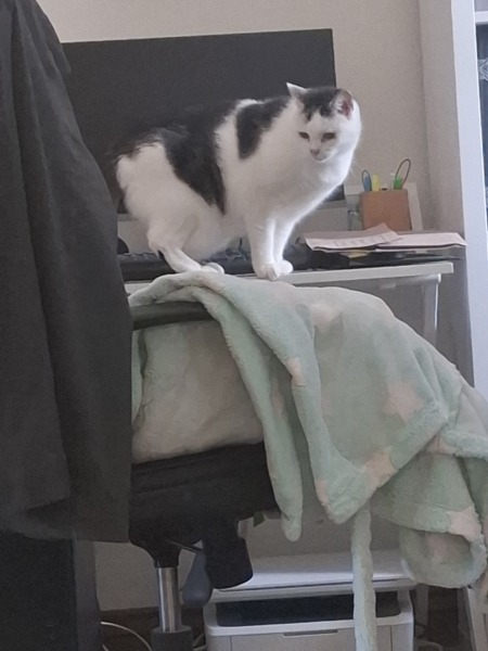 Old cat