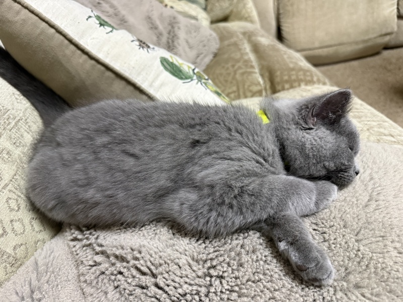 Rodents and Risk Assessments - the Excellent Cats applaud Gizmo's recent achievements