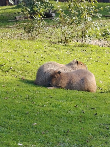 Adults at petting zoos/farms/kids days out