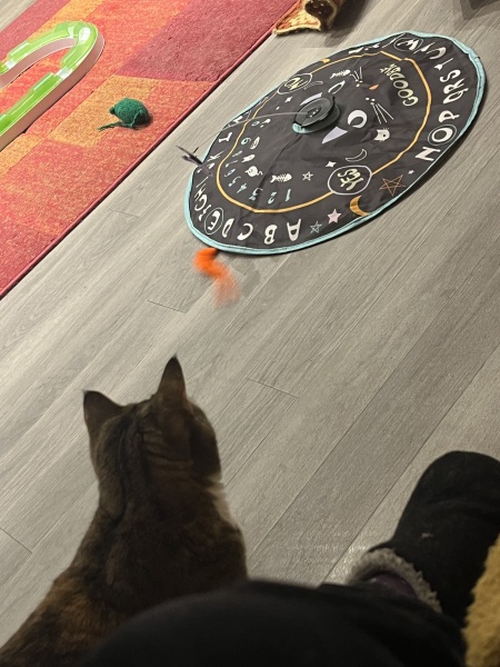 Rodents and Risk Assessments - the Excellent Cats applaud Gizmo's recent achievements