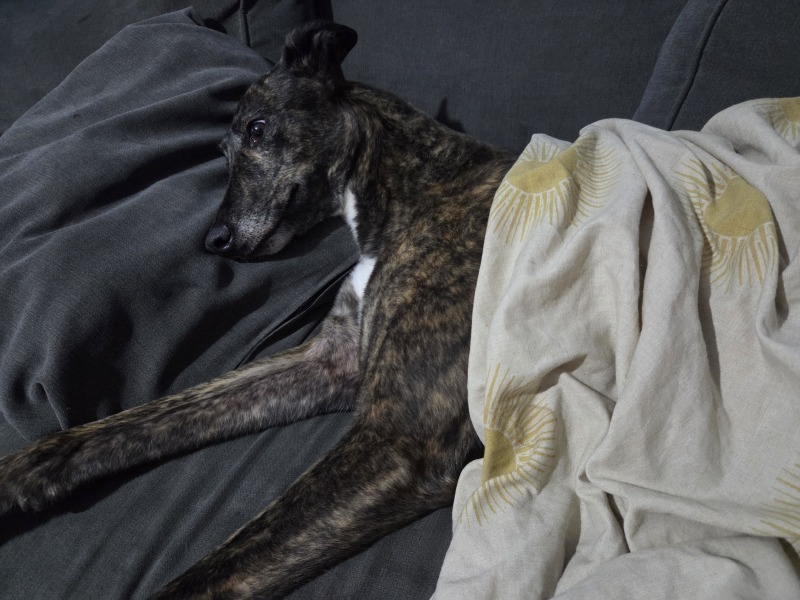 To sleep in the garden tonight