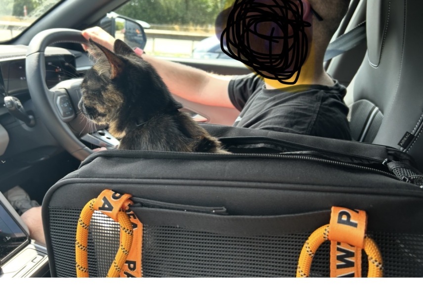 AIBU to think taking a pet cat on the bus is unusual