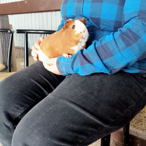 Adults at petting zoos/farms/kids days out