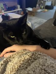 Why is my cat sat on me?