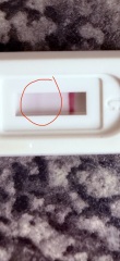 Early pregnancy