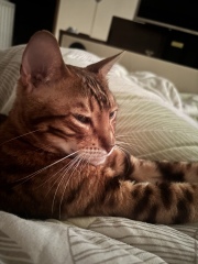 Can't find new rescue cat