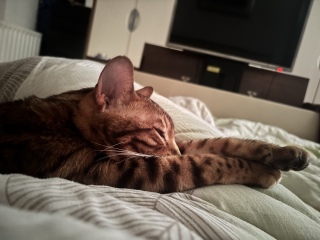 Can't find new rescue cat