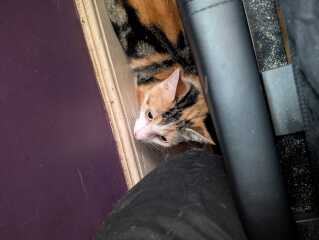 Rodents and Risk Assessments - the Excellent Cats applaud Gizmo's recent achievements