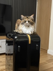Dry cat food recommendations - she's gone off Purina One