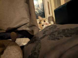 Rodents and Risk Assessments - the Excellent Cats applaud Gizmo's recent achievements