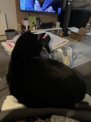 Why is my cat sat on me?