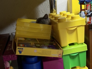 Rodents and Risk Assessments - the Excellent Cats applaud Gizmo's recent achievements