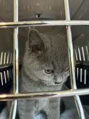 Rodents and Risk Assessments - the Excellent Cats applaud Gizmo's recent achievements