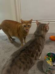 Rodents and Risk Assessments - the Excellent Cats applaud Gizmo's recent achievements