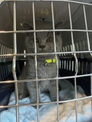 Rodents and Risk Assessments - the Excellent Cats applaud Gizmo's recent achievements
