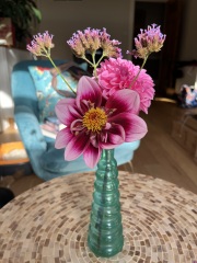 Dahlia Watch 2026