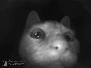 Shelter for a cat who won’t use cat flap