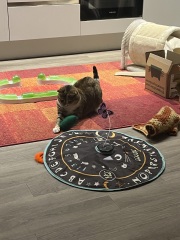Rodents and Risk Assessments - the Excellent Cats applaud Gizmo's recent achievements