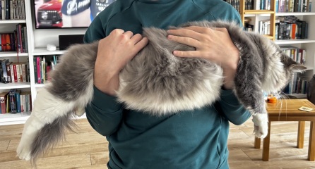 How big will my kitten get?